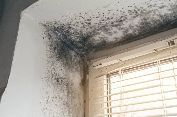 Trusted Mold Testing service in Newton, IL - Cheap Mold Removal