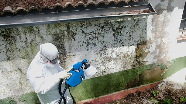 Trusted Commercial Mold Remediation service in Newton, IL - Cheap Mold Removal